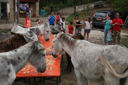 Donkeys and visitors together