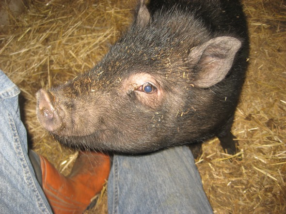 A very cute little pig. Photo - Wim (volunteer)
